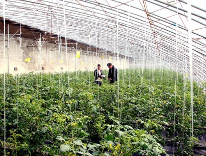 生態果蔬采摘園